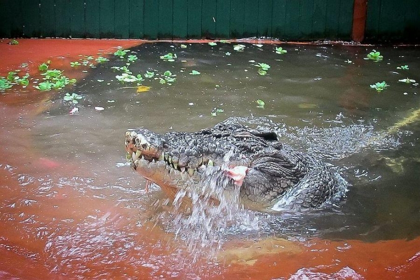 Cassius Clay - the largest crocodile in the world