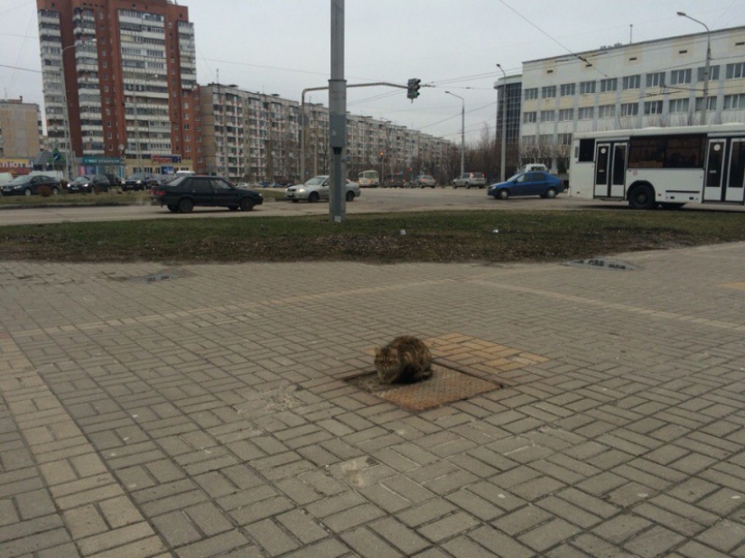 Cat "Hachiko" appeared in Belgorod, who has been waiting for his owner for a whole year
