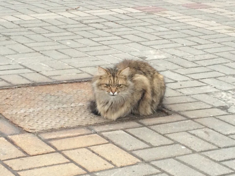 Cat "Hachiko" appeared in Belgorod, who has been waiting for his owner for a whole year