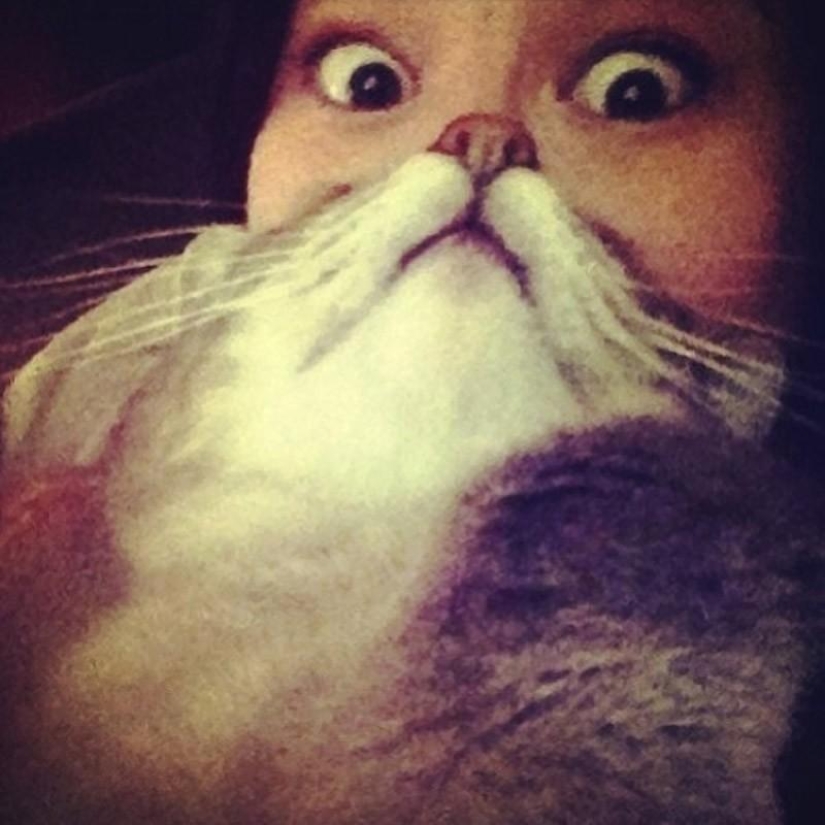 Catbeards - otro photomem