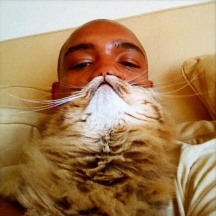 Catbeards - otro photomem