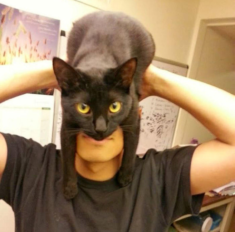 catman mania