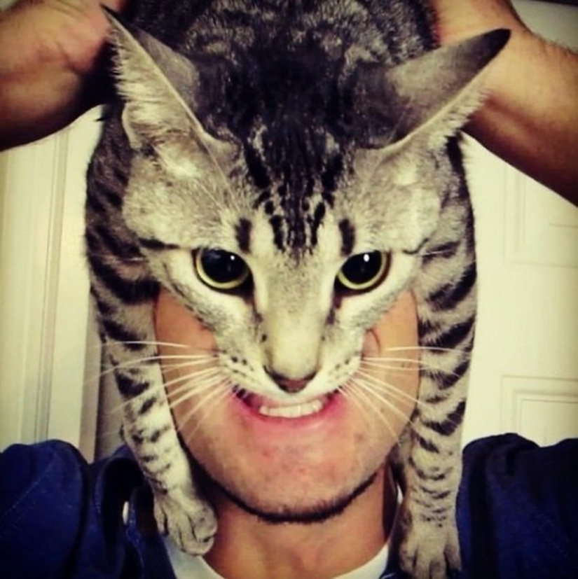 catman mania