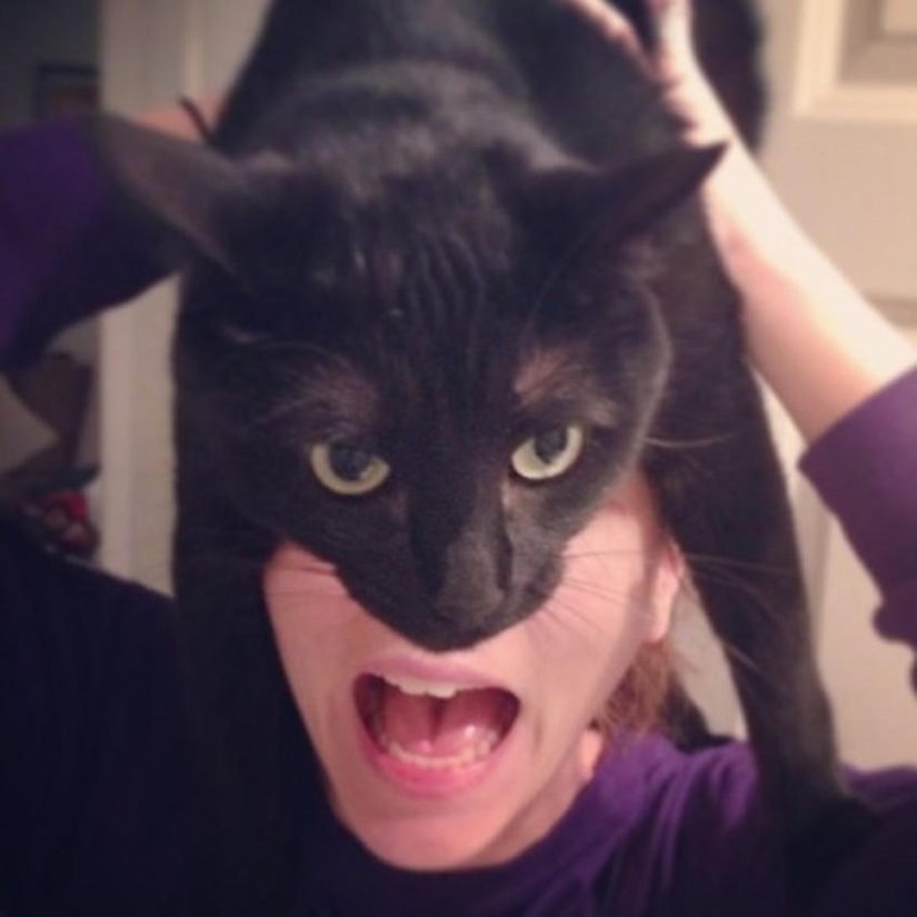 catman mania
