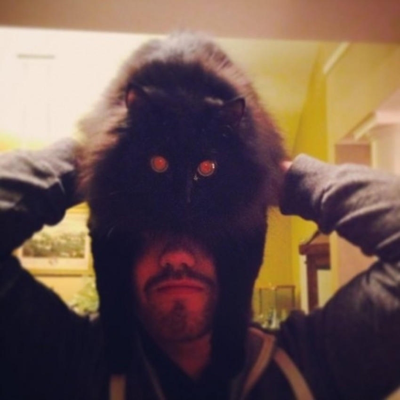 catman mania