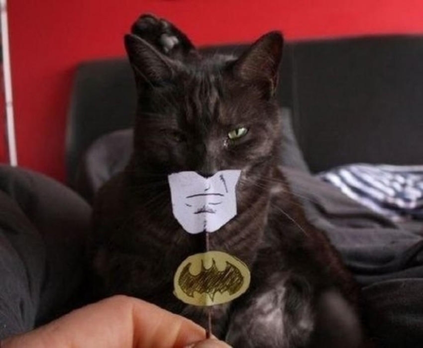 catman mania