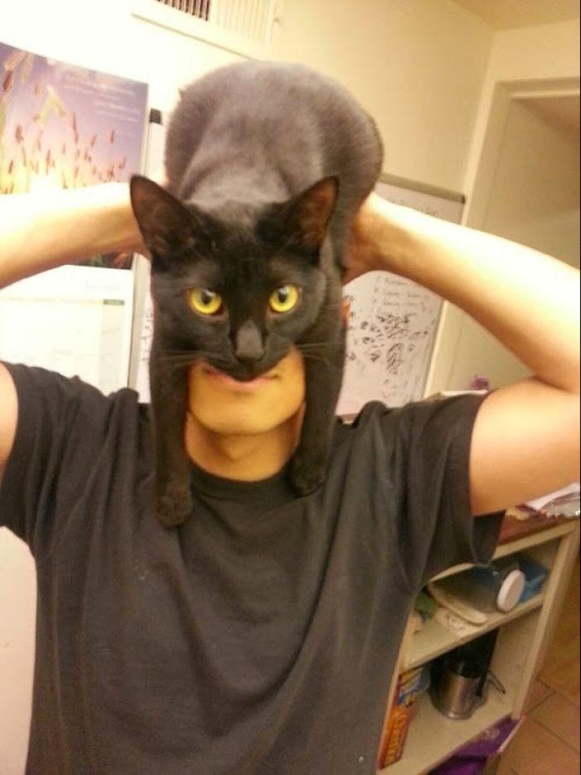 catman mania