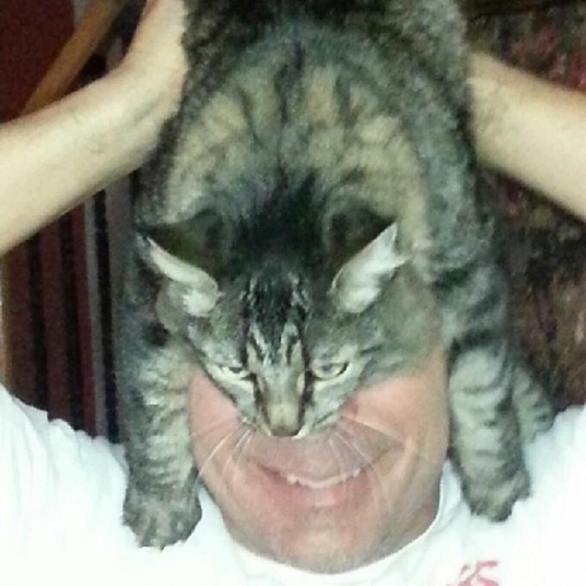 catman mania