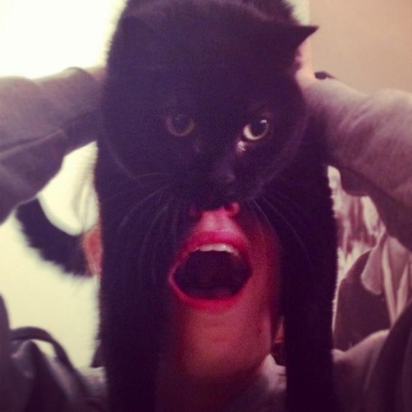 catman mania