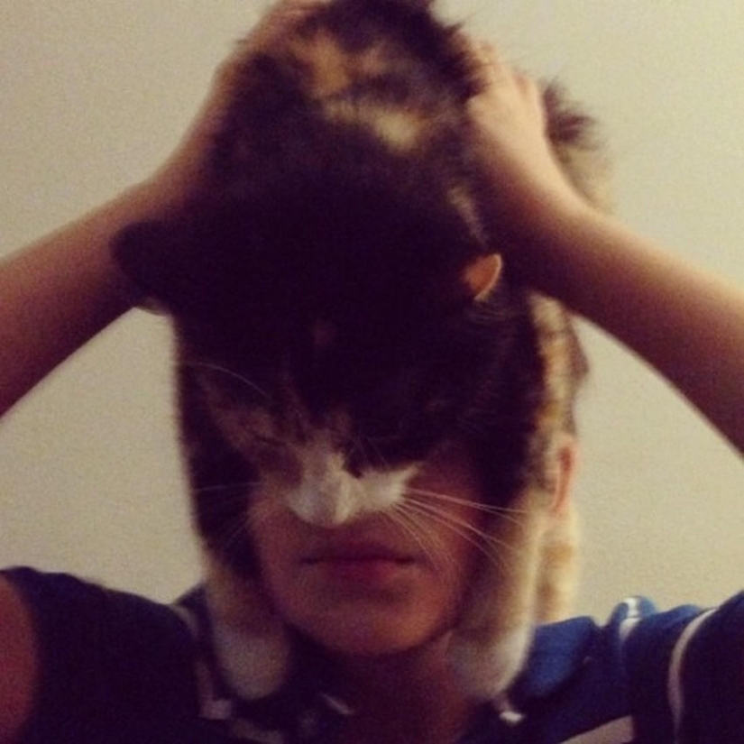 catman mania