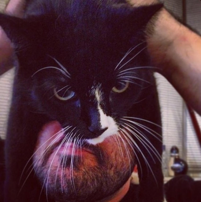 catman mania