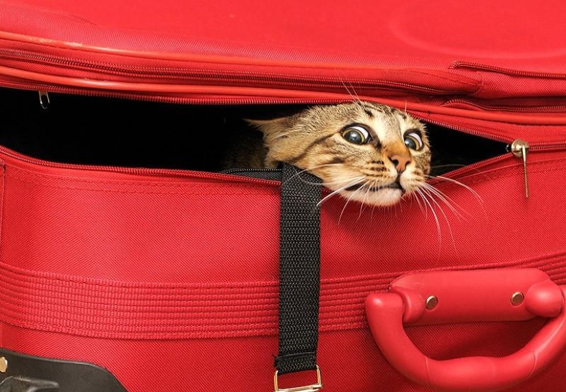 Cats that can't play hide and seek Cats that can't play hide and seek