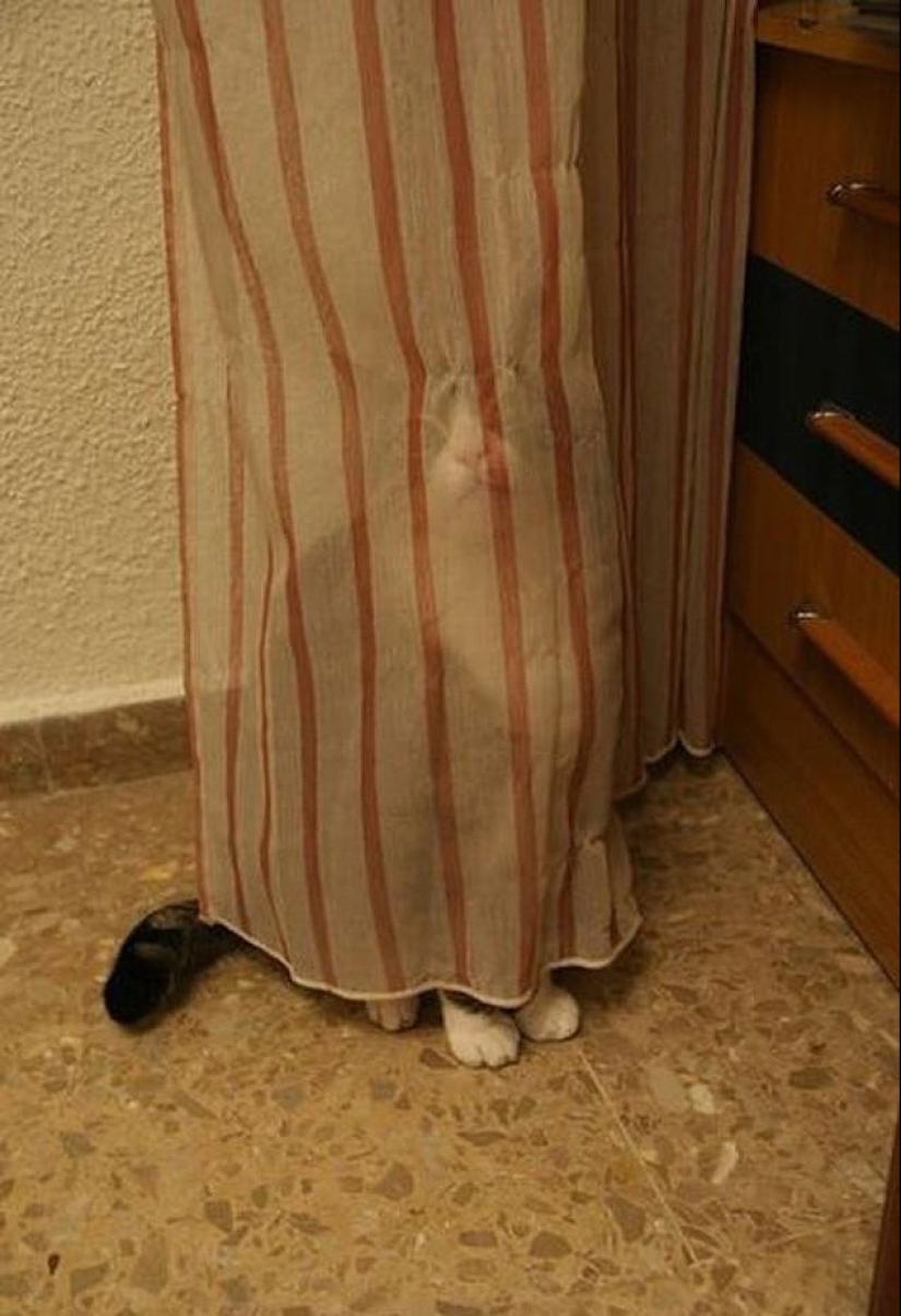 Cats that can't play hide and seek Cats that can't play hide and seek