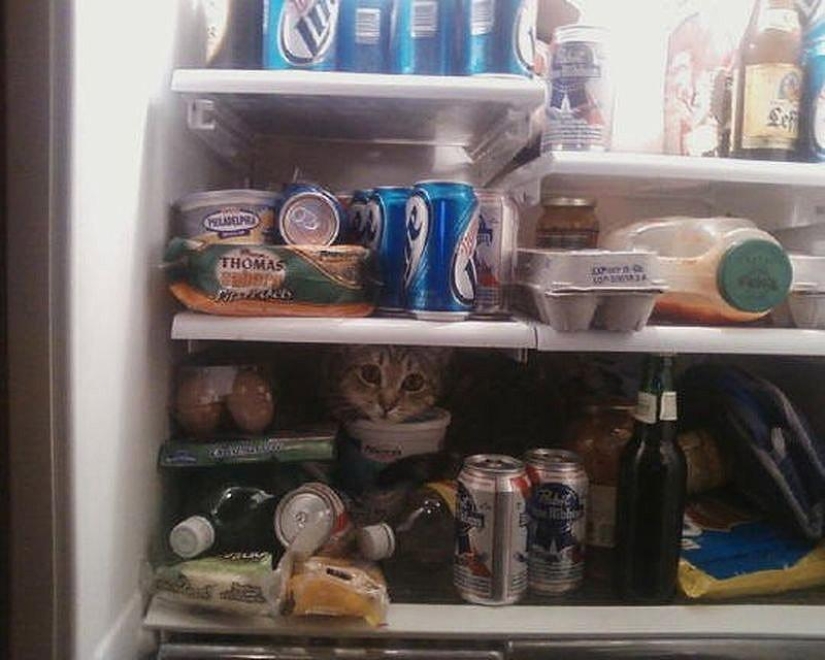 Cats that can't play hide and seek Cats that can't play hide and seek