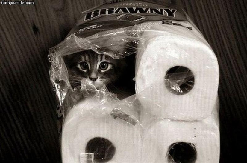 Cats that can't play hide and seek Cats that can't play hide and seek