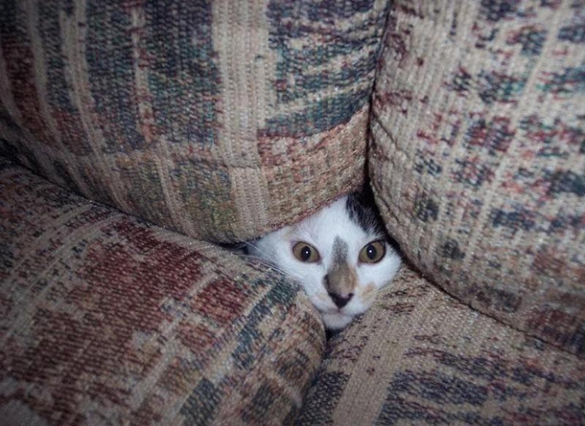 Cats that can't play hide and seek Cats that can't play hide and seek