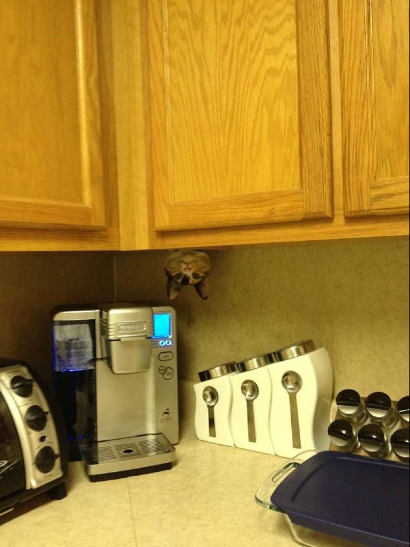 Cats that can't play hide and seek Cats that can't play hide and seek