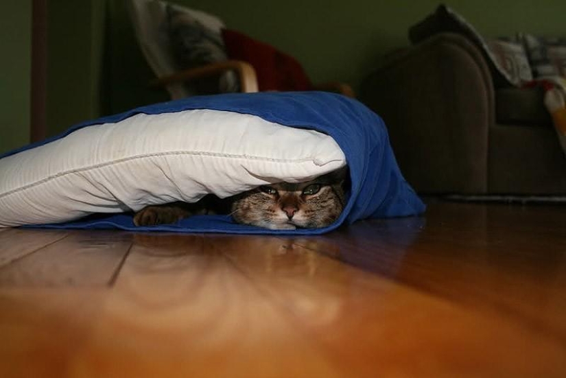 Cats that can't play hide and seek Cats that can't play hide and seek