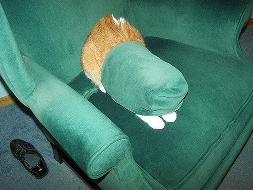 Cats that can't play hide and seek Cats that can't play hide and seek