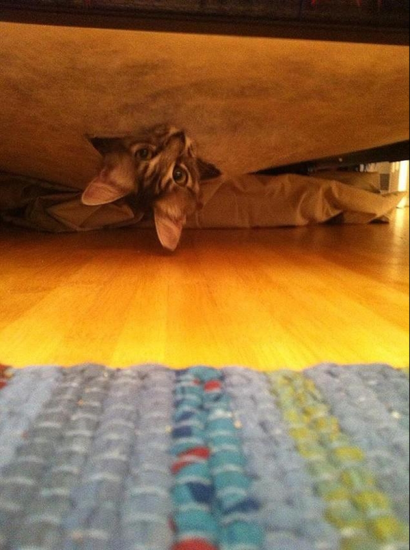Cats that can't play hide and seek Cats that can't play hide and seek
