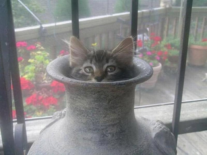 Cats that can't play hide and seek Cats that can't play hide and seek