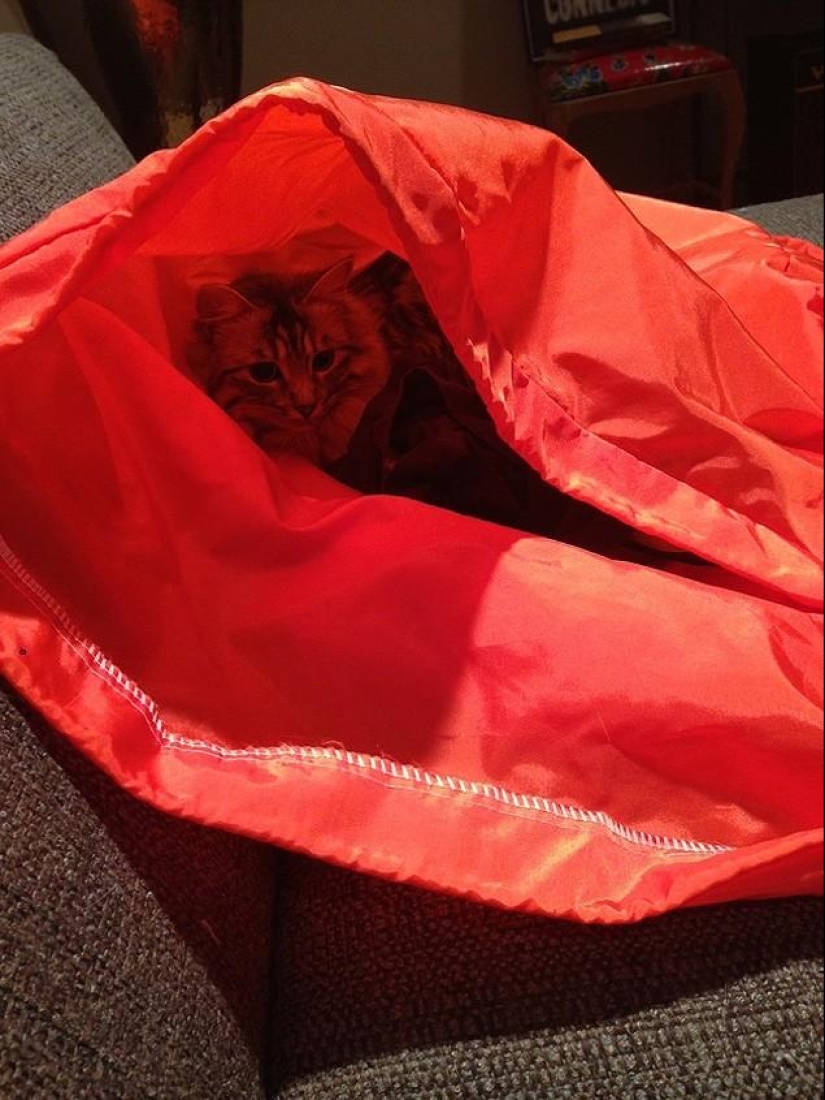 Cats that can't play hide and seek Cats that can't play hide and seek
