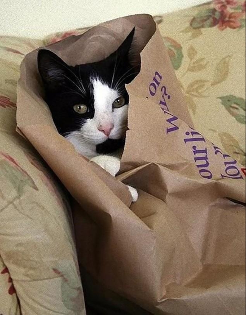 Cats that can't play hide and seek Cats that can't play hide and seek