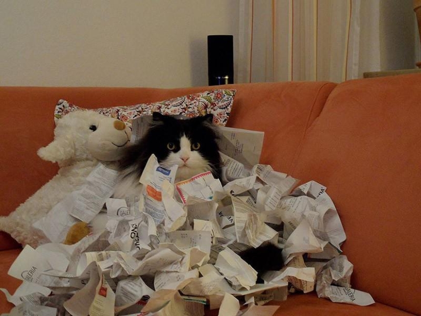 Cats that can't play hide and seek Cats that can't play hide and seek