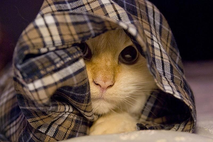 Cats that can't play hide and seek Cats that can't play hide and seek