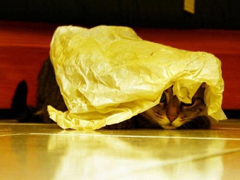 Cats that can't play hide and seek Cats that can't play hide and seek