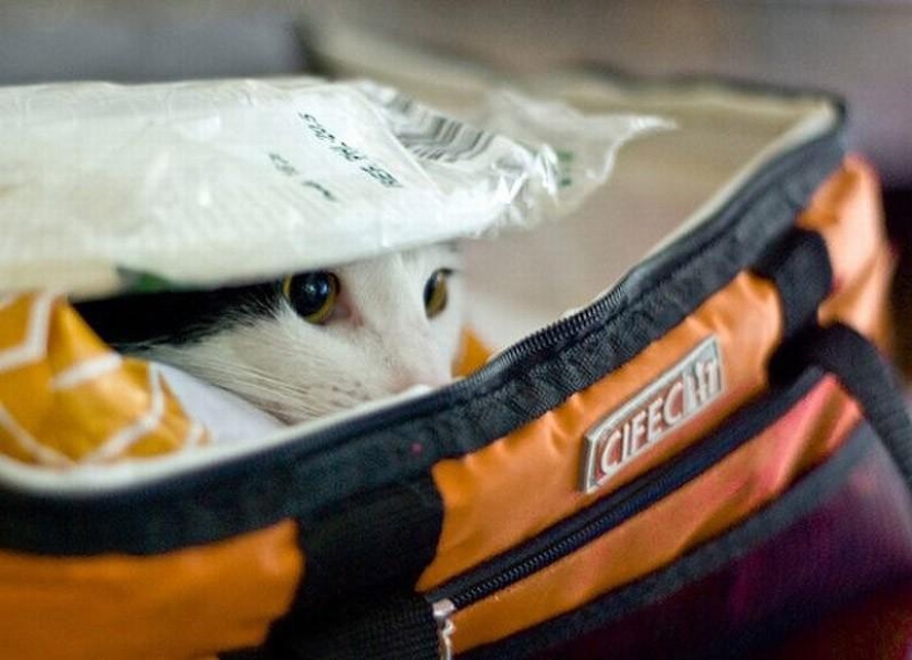 Cats that can't play hide and seek Cats that can't play hide and seek