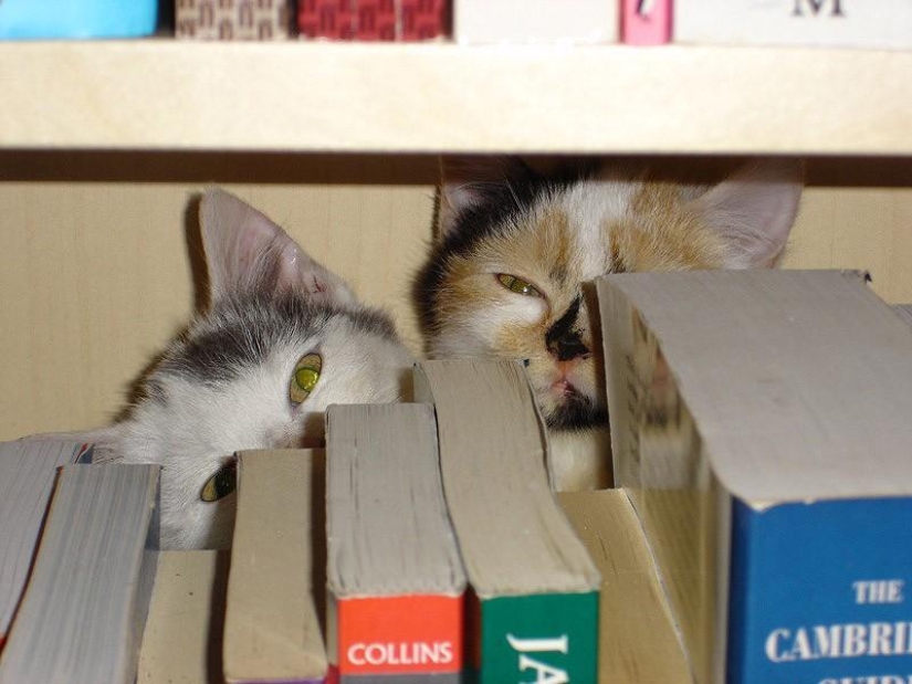 Cats that can't play hide and seek Cats that can't play hide and seek