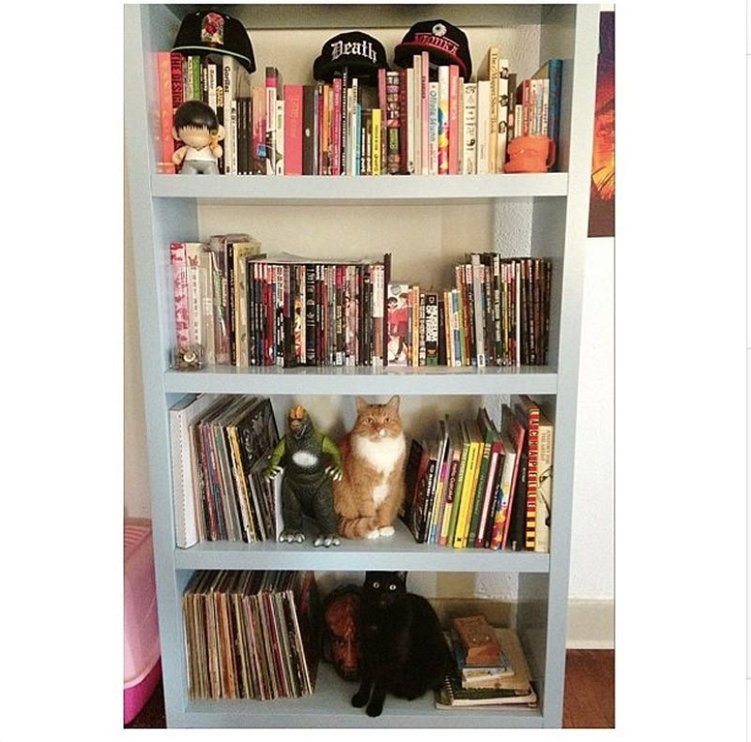 Cats that can't play hide and seek Cats that can't play hide and seek
