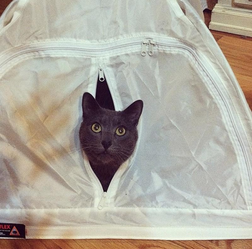 Cats that can't play hide and seek Cats that can't play hide and seek