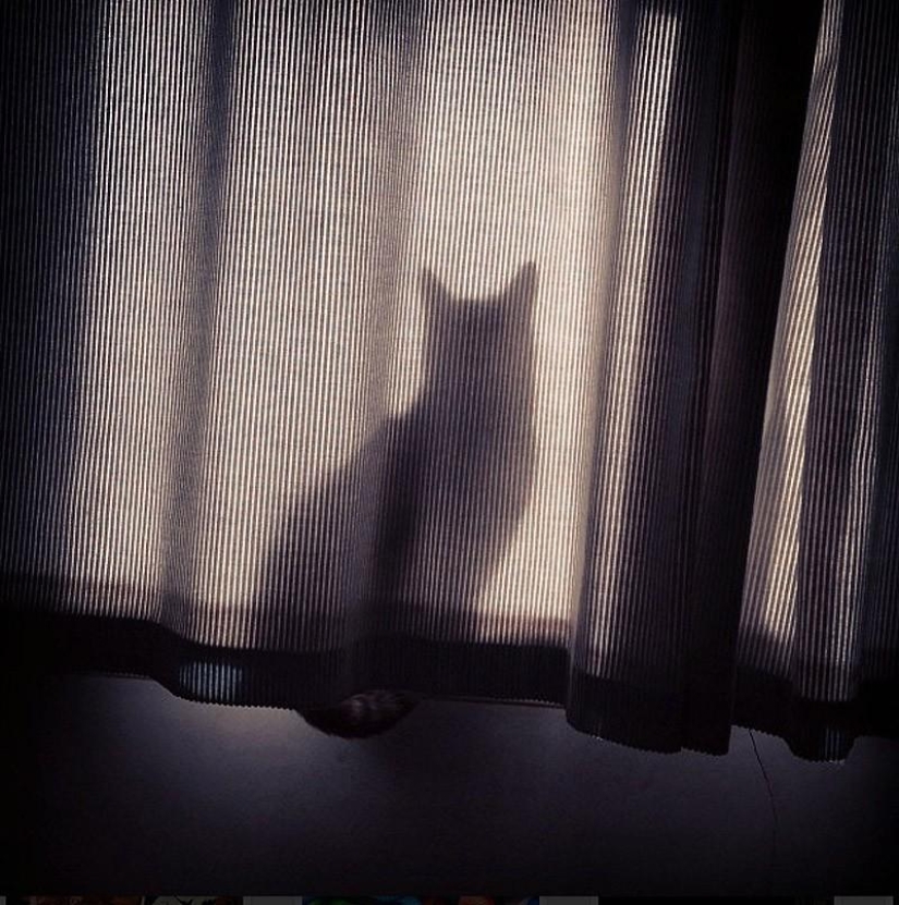 Cats that can't play hide and seek Cats that can't play hide and seek