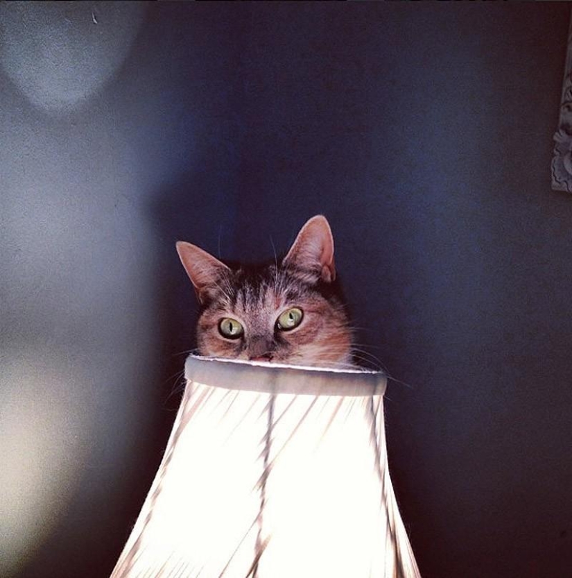 Cats that can't play hide and seek Cats that can't play hide and seek