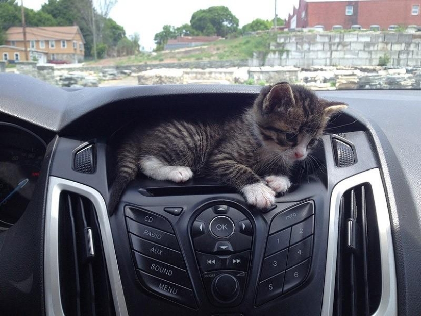 Cats that can't play hide and seek Cats that can't play hide and seek
