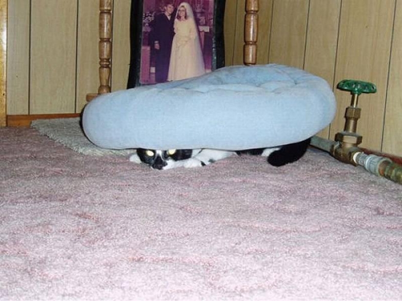 Cats that can't play hide and seek Cats that can't play hide and seek