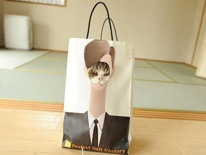 Cats that can't play hide and seek Cats that can't play hide and seek