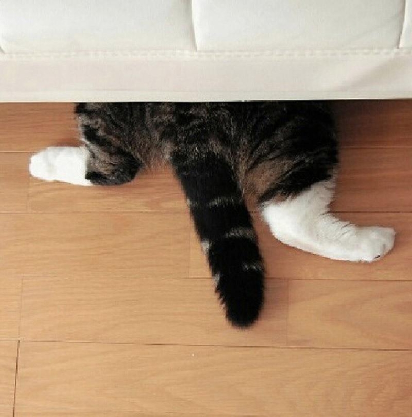 Cats that can't play hide and seek Cats that can't play hide and seek