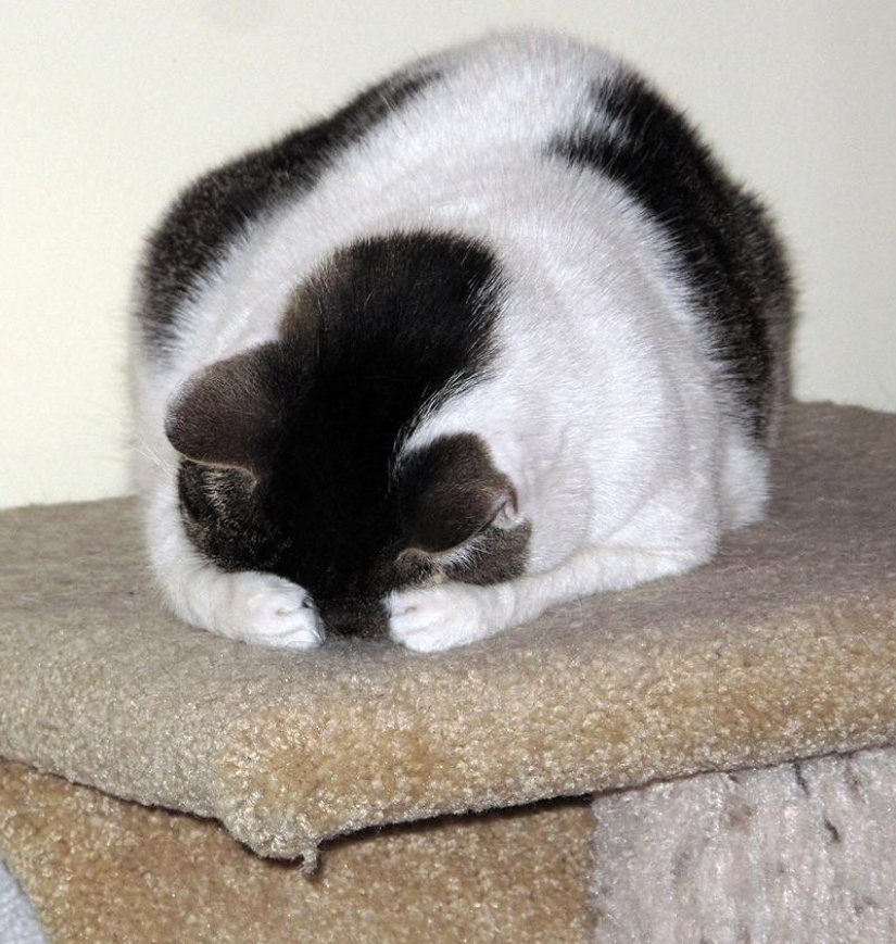 Cats that can't play hide and seek Cats that can't play hide and seek