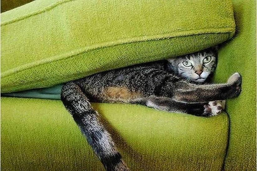 Cats that can't play hide and seek Cats that can't play hide and seek