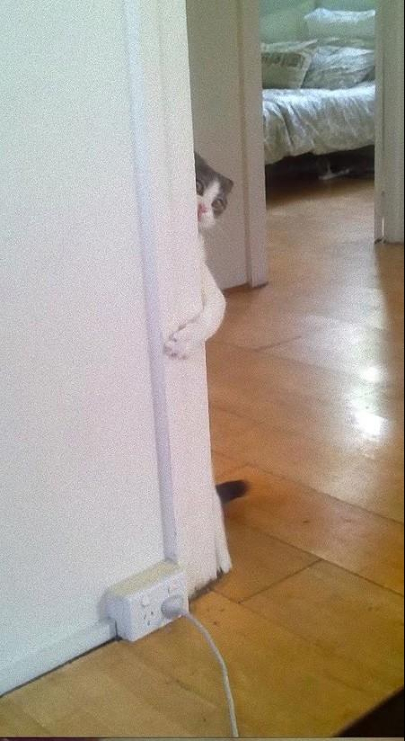 Cats that can't play hide and seek Cats that can't play hide and seek