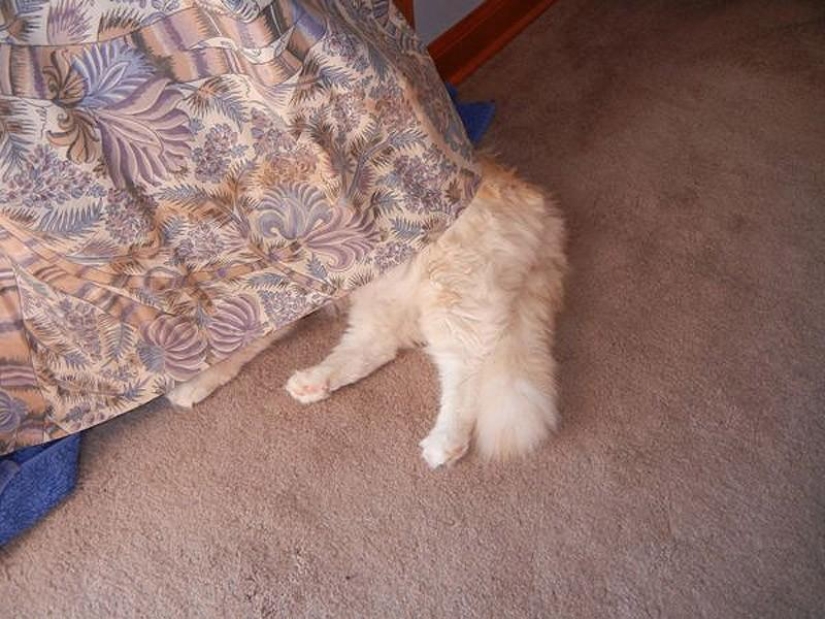 Cats that can't play hide and seek Cats that can't play hide and seek