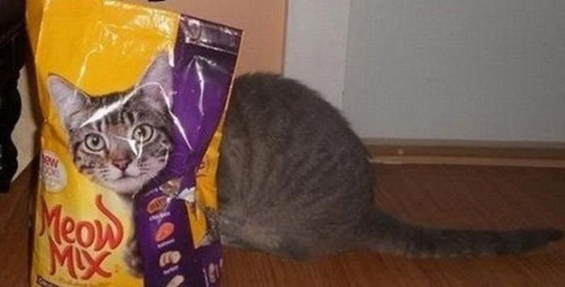 Cats that can't play hide and seek Cats that can't play hide and seek