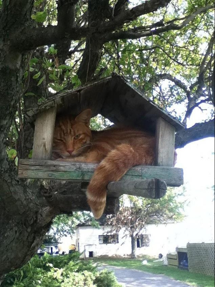 Cats that can't play hide and seek Cats that can't play hide and seek