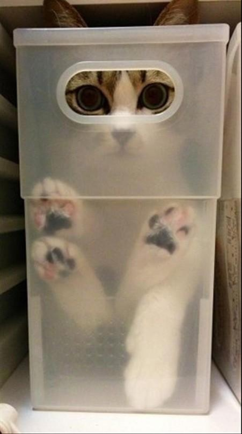 Cats that can't play hide and seek Cats that can't play hide and seek