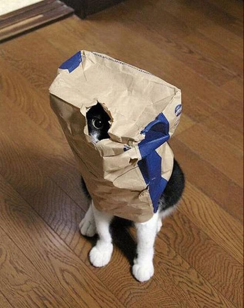 Cats that can't play hide and seek Cats that can't play hide and seek