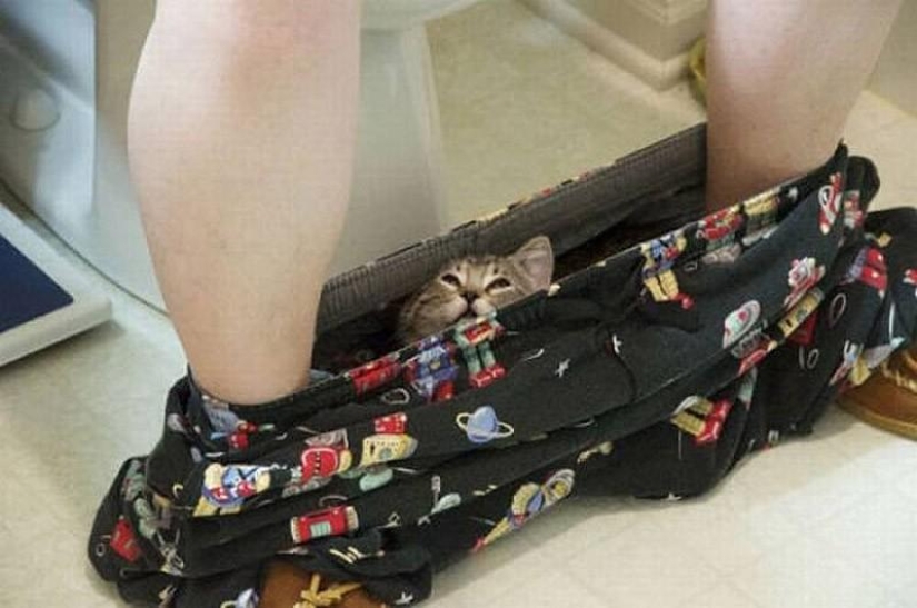 Cats that can't play hide and seek Cats that can't play hide and seek