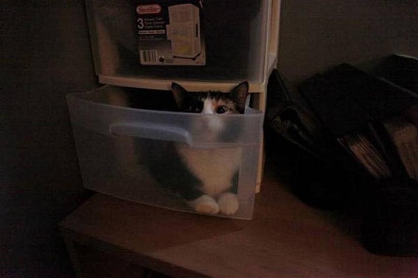 Cats that can't play hide and seek Cats that can't play hide and seek